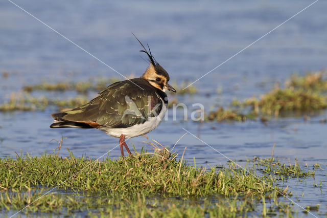 Kievit (Vanellus vanellus)