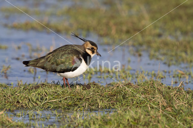 Lapwing (Vanellus vanellus)