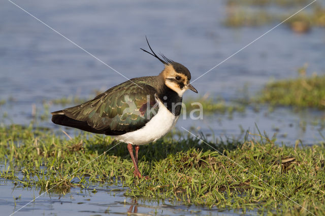 Kievit (Vanellus vanellus)