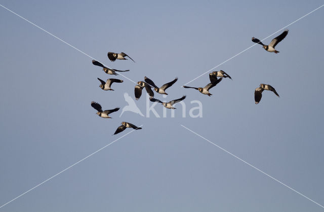 Lapwing (Vanellus vanellus)