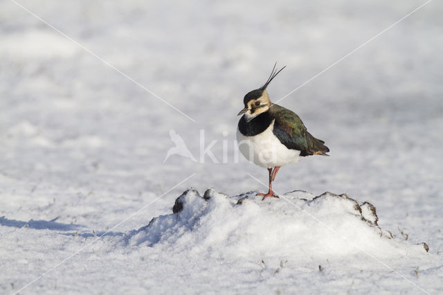 Kievit (Vanellus vanellus)