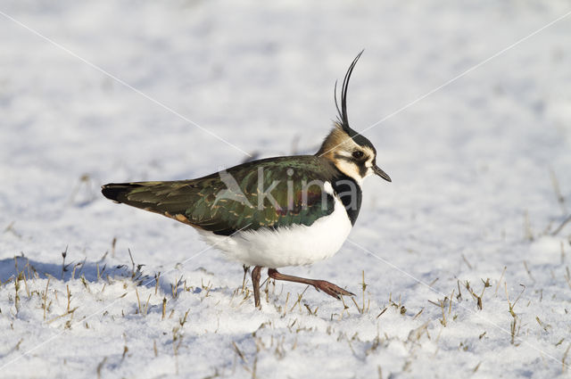 Kievit (Vanellus vanellus)