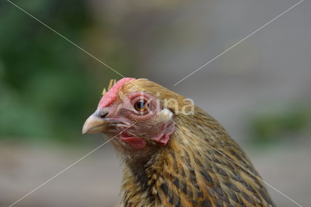 chicken (Gallus spec.)