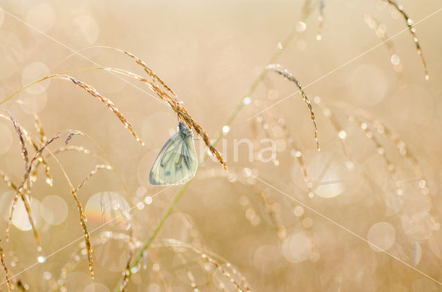 Klein geaderd witje (Pieris napi)