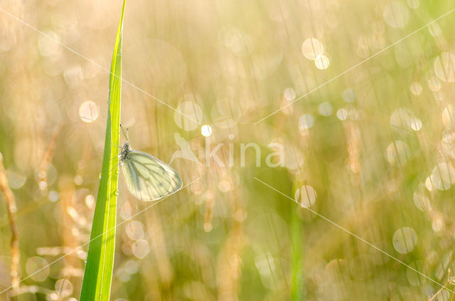 Klein geaderd witje (Pieris napi)