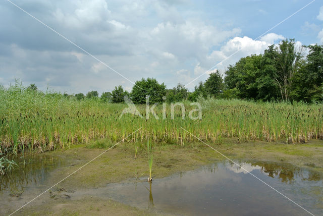 Lesser Bulrush (Typha angustifolia)