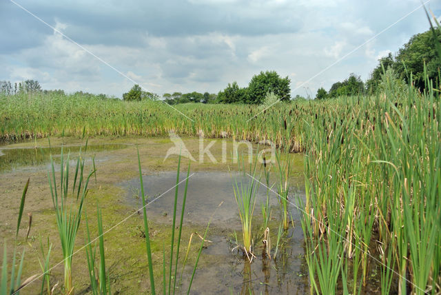 Kleine lisdodde (Typha angustifolia)