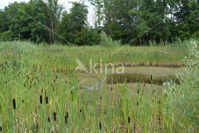 Kleine lisdodde (Typha angustifolia)