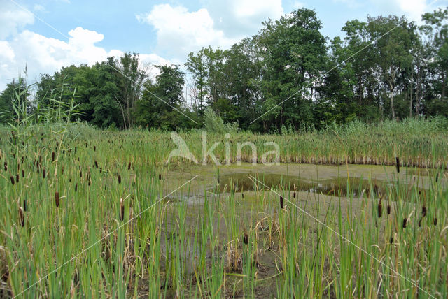 Lesser Bulrush (Typha angustifolia)