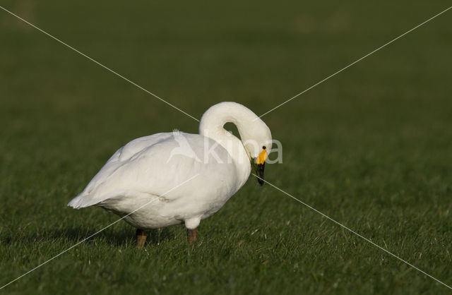 Kleine zwaan (Cygnus bewickii)