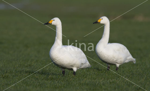 Kleine zwaan (Cygnus bewickii)