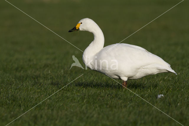 Kleine zwaan (Cygnus bewickii)