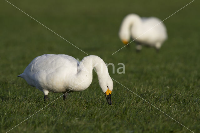 Bewick's Swan (Cygnus bewickii)