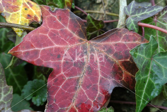 Common ivy (Hedera helix)