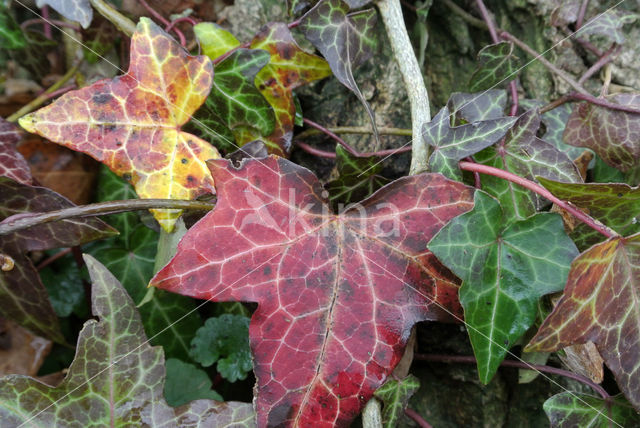 Common ivy (Hedera helix)