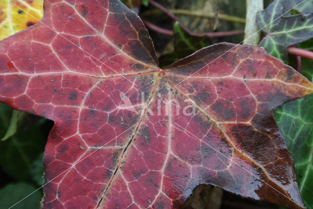 Common ivy (Hedera helix)