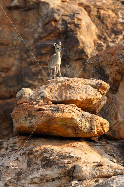 Klipspringer (Oreotragus oreotragus)