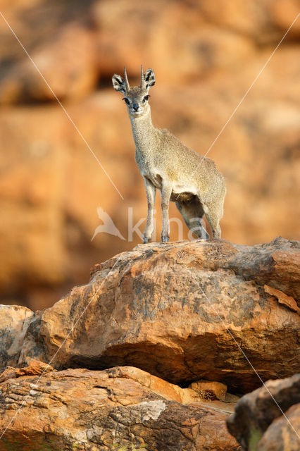 Klipspringer (Oreotragus oreotragus)