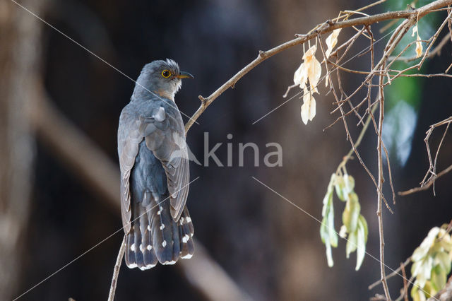 Common Cuckoo (Cuculus canorus)