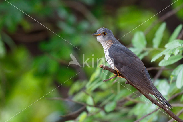 Common Cuckoo (Cuculus canorus)