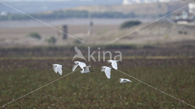 Koereiger (Bubulcus ibis)