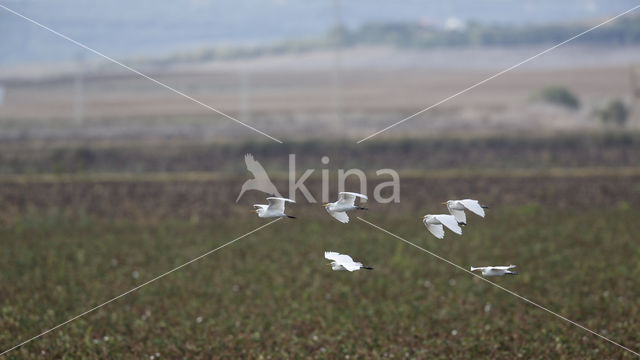 Koereiger (Bubulcus ibis)