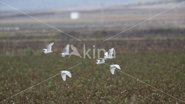 Koereiger (Bubulcus ibis)