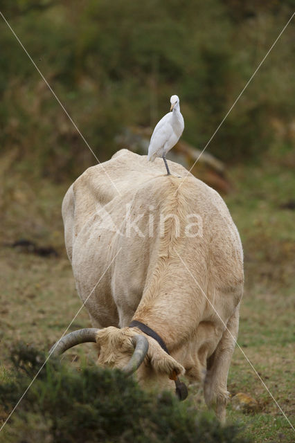 Cattle Egret (Bubulcus ibis)