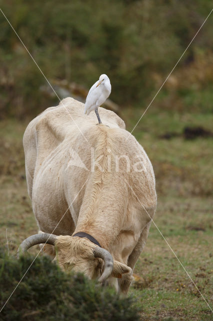 Cattle Egret (Bubulcus ibis)