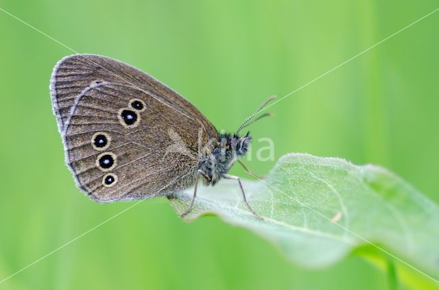 Ringlet (Aphantopus hyperantus)