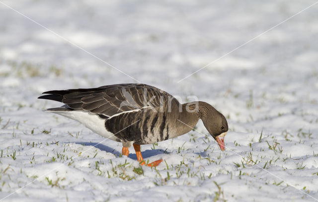 White-fronted goose (Anser albifrons)