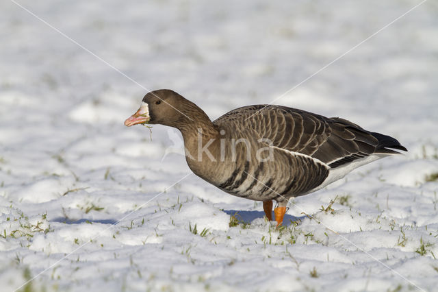 White-fronted goose (Anser albifrons)