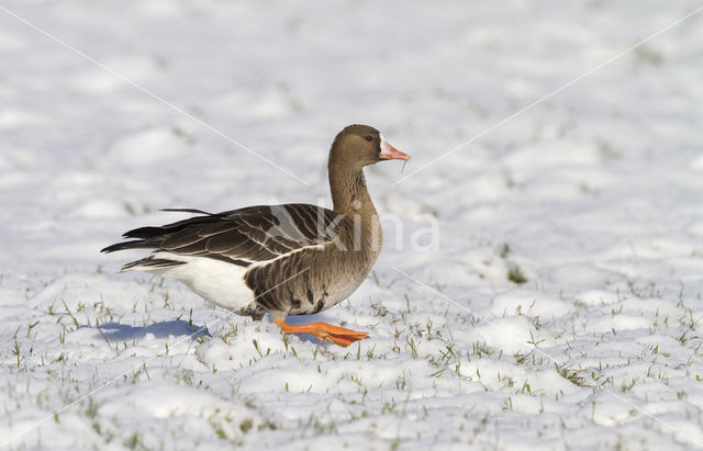 White-fronted goose (Anser albifrons)