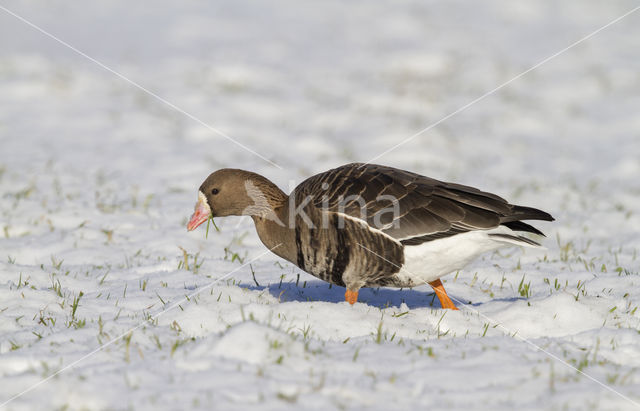 White-fronted goose (Anser albifrons)