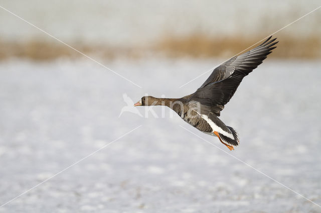 White-fronted goose (Anser albifrons)