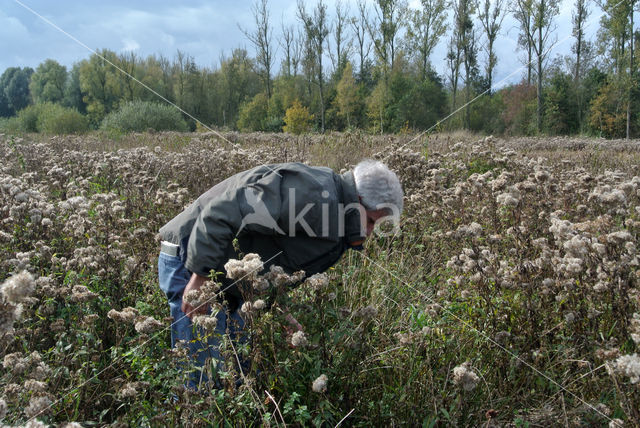 Hemp-agrimony (Eupatorium cannabinum)