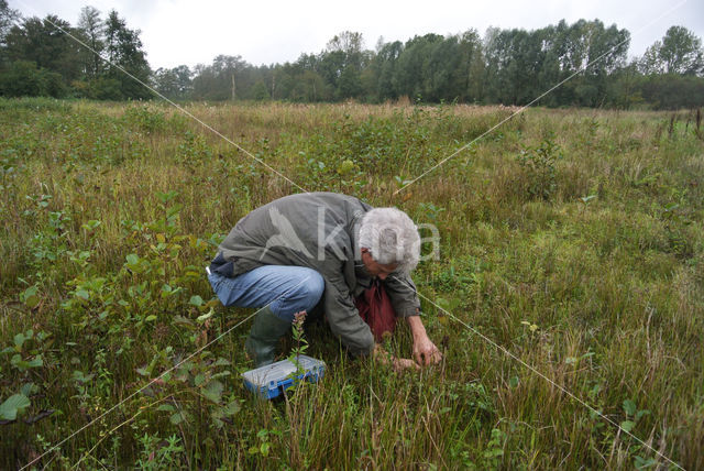 Hemp-agrimony (Eupatorium cannabinum)