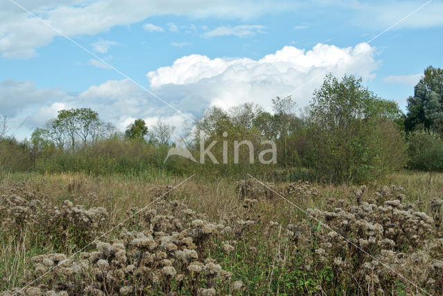 Koninginnekruid (Eupatorium cannabinum)