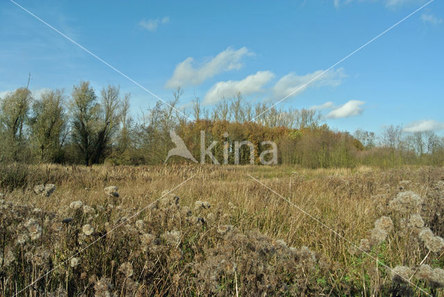 Hemp-agrimony (Eupatorium cannabinum)