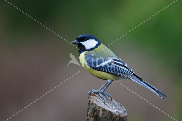 Great Tit (Parus major)