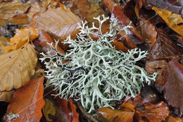 Lichen