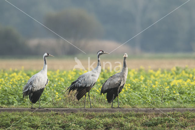 Common Crane (Grus grus)