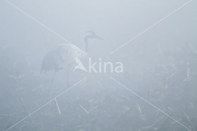 Kraanvogel (Grus grus)