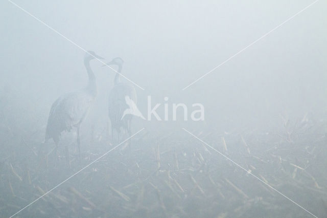 Kraanvogel (Grus grus)