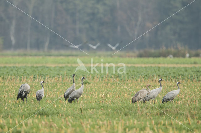 Common Crane (Grus grus)