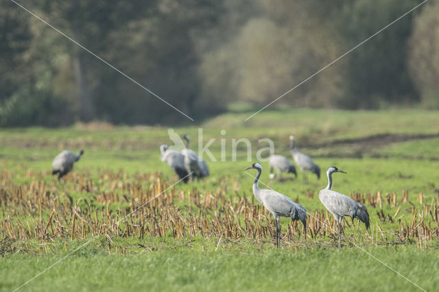Common Crane (Grus grus)