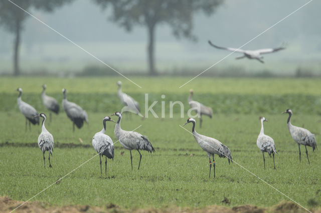 Common Crane (Grus grus)