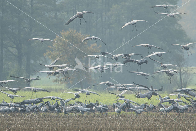 Common Crane (Grus grus)