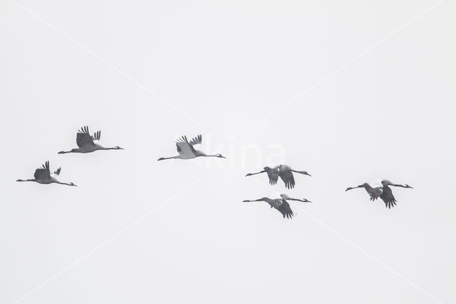 Common Crane (Grus grus)