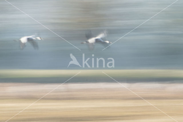 Common Crane (Grus grus)